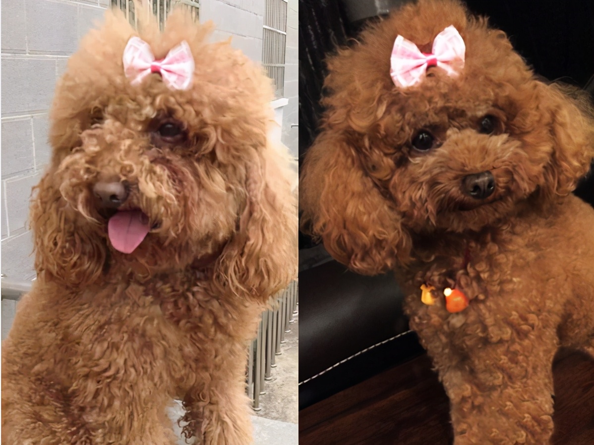 泰迪犬鼻梁毛发脱落怎么办？教你告别褪色困扰