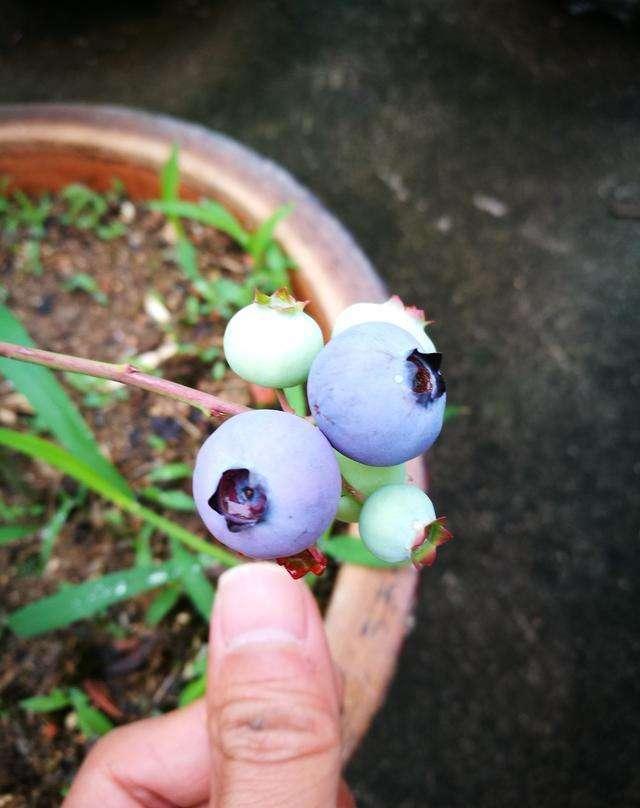 4月份种树还能种活吗（3种果树该种植不然错过最佳种植）