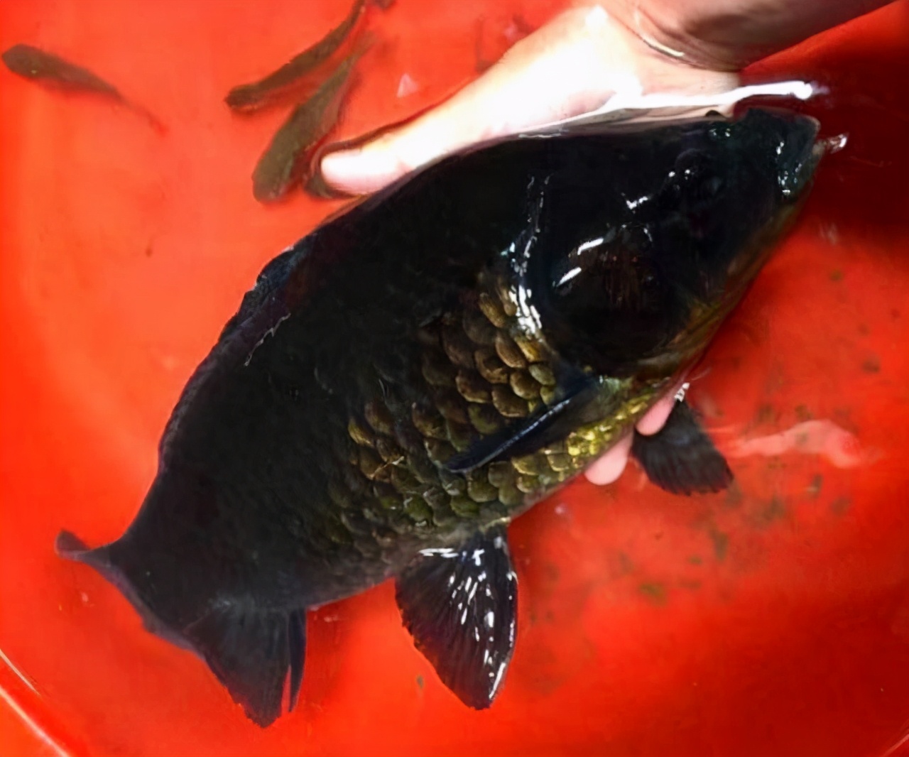而颜色也有很多种,比如:银色,金色,青色等等,但黑色的鲫鱼真的是第一