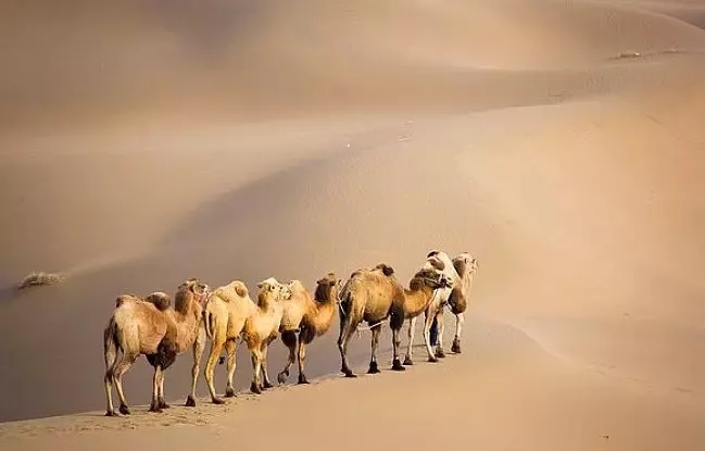 骆驼的特点（历代玉骆驼的特点）-第3张图片