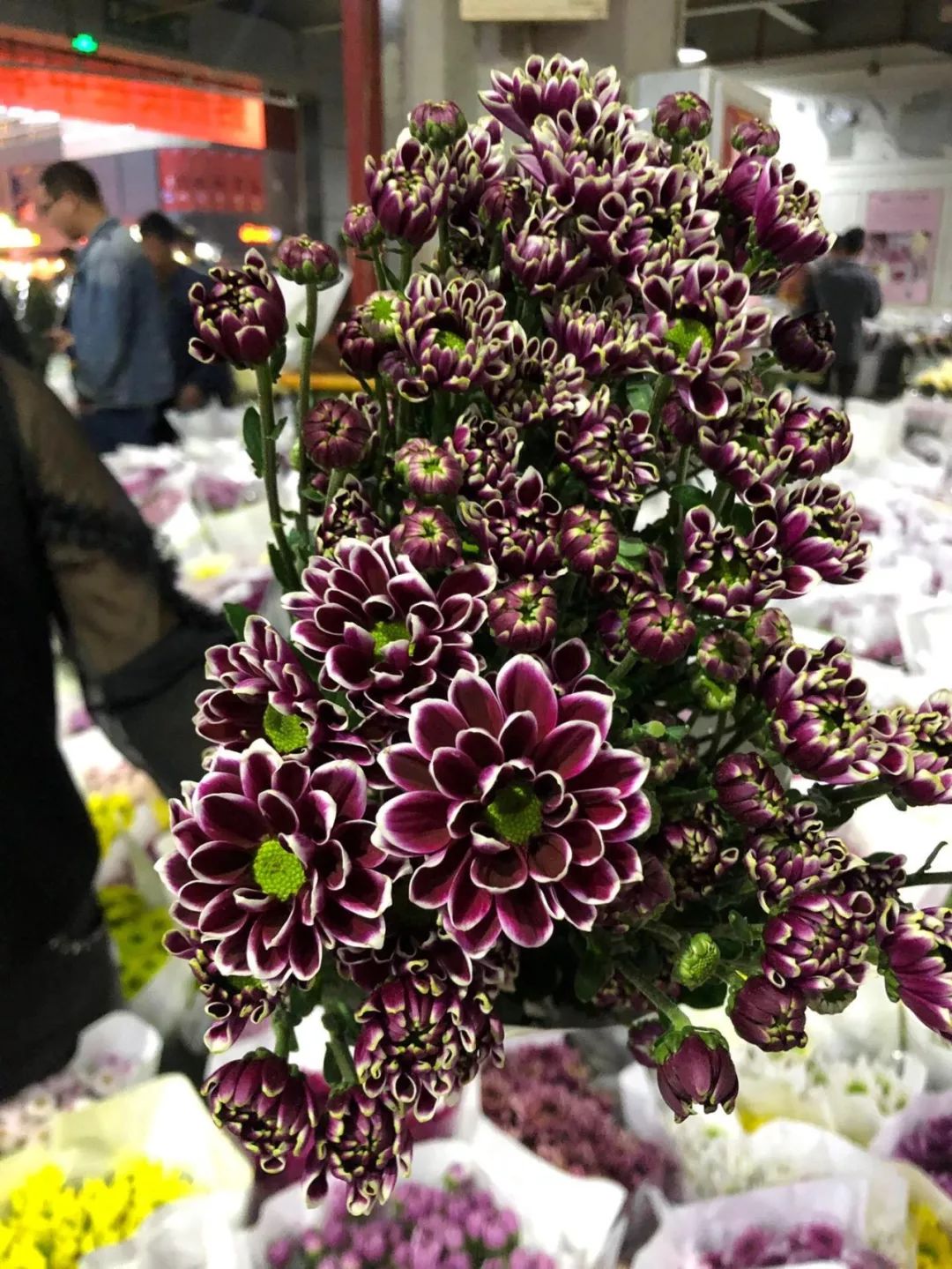 小雏菊花期（小雏菊花期较长养护得当可更长）