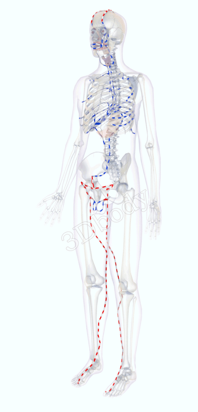 最新经络图，精美3D动态循行图，详细易懂