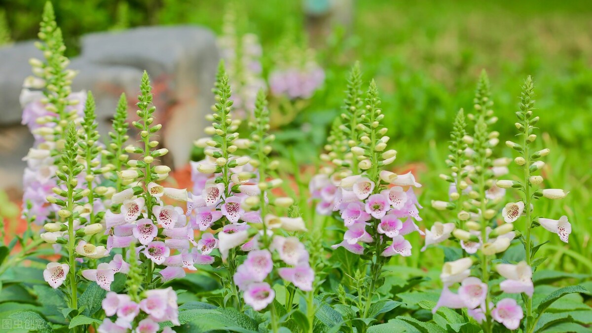 50种常见的园林花卉,图文结合,看你认识多少?学点植物小知识