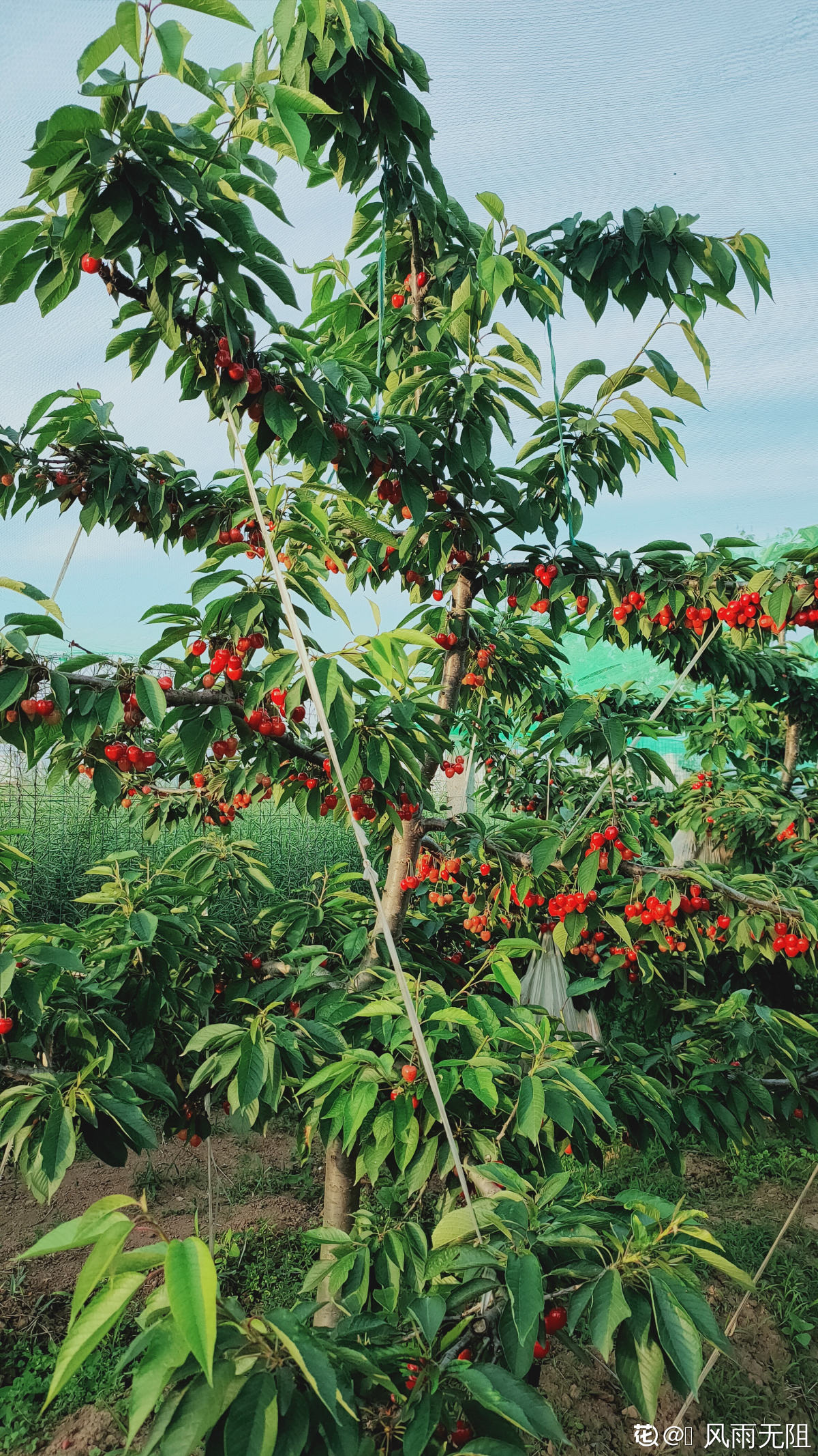 樱桃种植方法（分享樱桃盆栽的正确栽培方法）