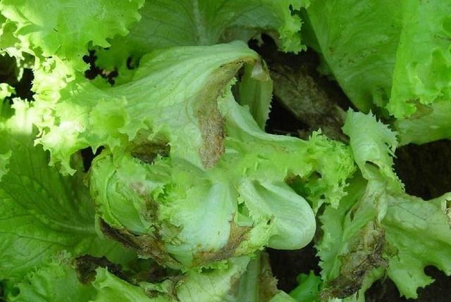 生菜上有铁锈有黄斑能吃吗(生菜上的锈斑) - 风集网