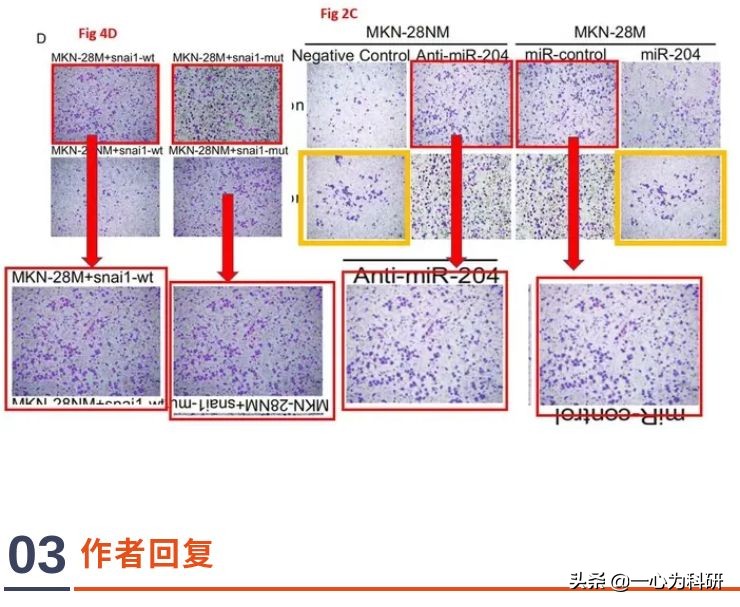 中国医科大学第一医院等早期发表的论文因大量细胞图片重复被质疑
