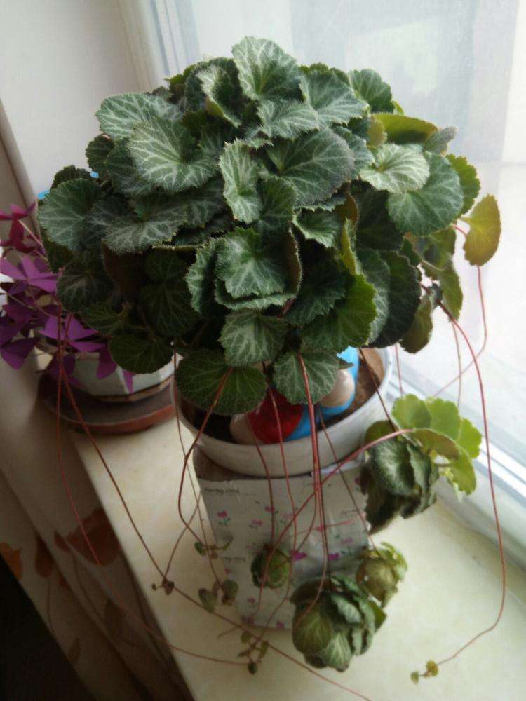 虎耳草的功效与作用(野外有种植物叫虎耳草,它的内在价值很高,收集