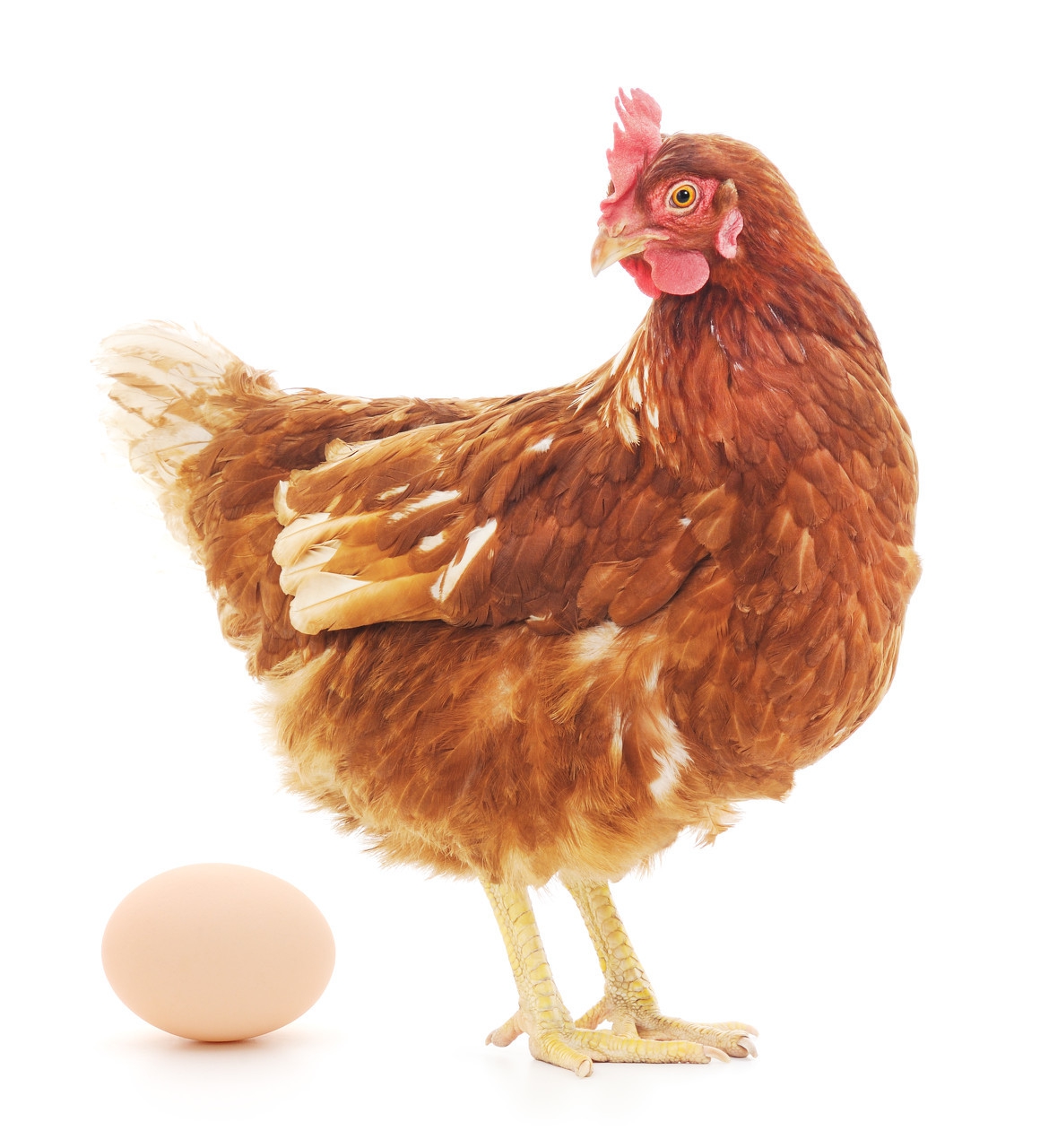 2020年2月24日菏泽·济宁·泰安·半岛鸡蛋联盟鸡蛋价格总汇