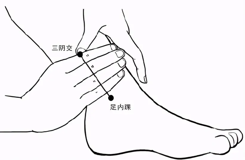 三阴交在哪里（三阴交的位置图和作用）