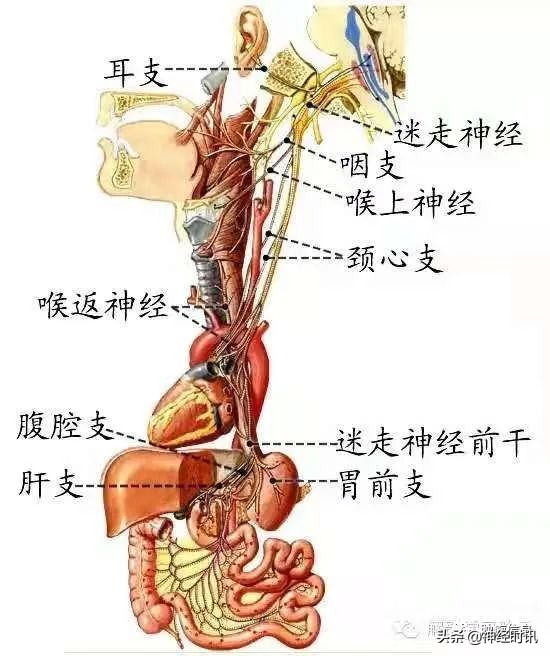 十二对颅神经解剖及损伤后表现