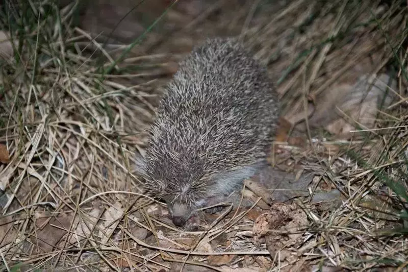 北京这个学校很“火”！坐拥3大花园、果园、动物园，集美貌与知识于一体！