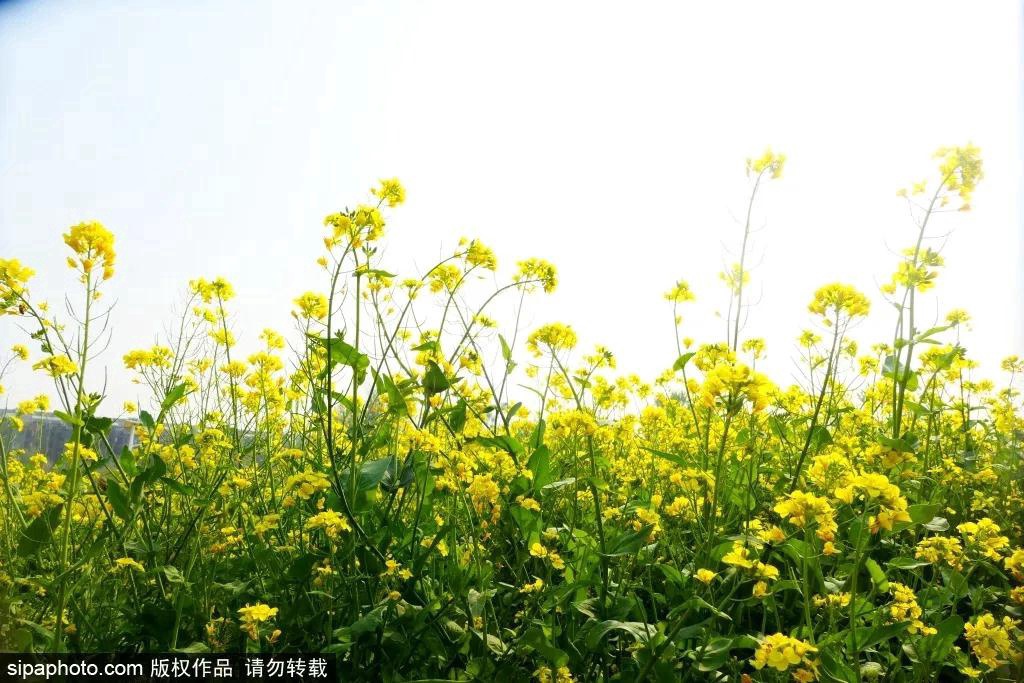 去哪看油菜花,