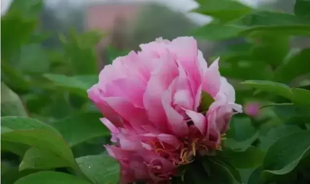 超全牡丹品种介绍,九大色系,全了!