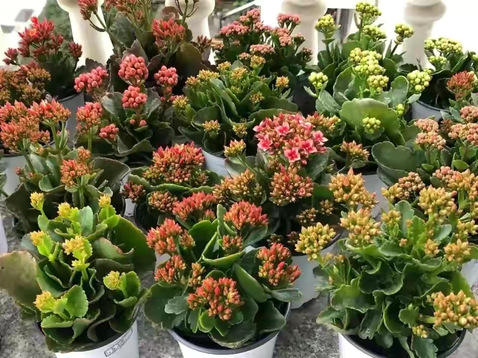 長壽花圖片,長壽花圖片大全