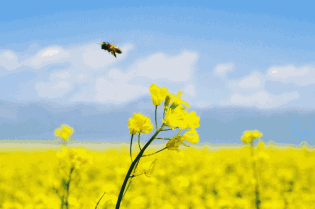 10首最美的油菜花诗：别拿菜花不当花