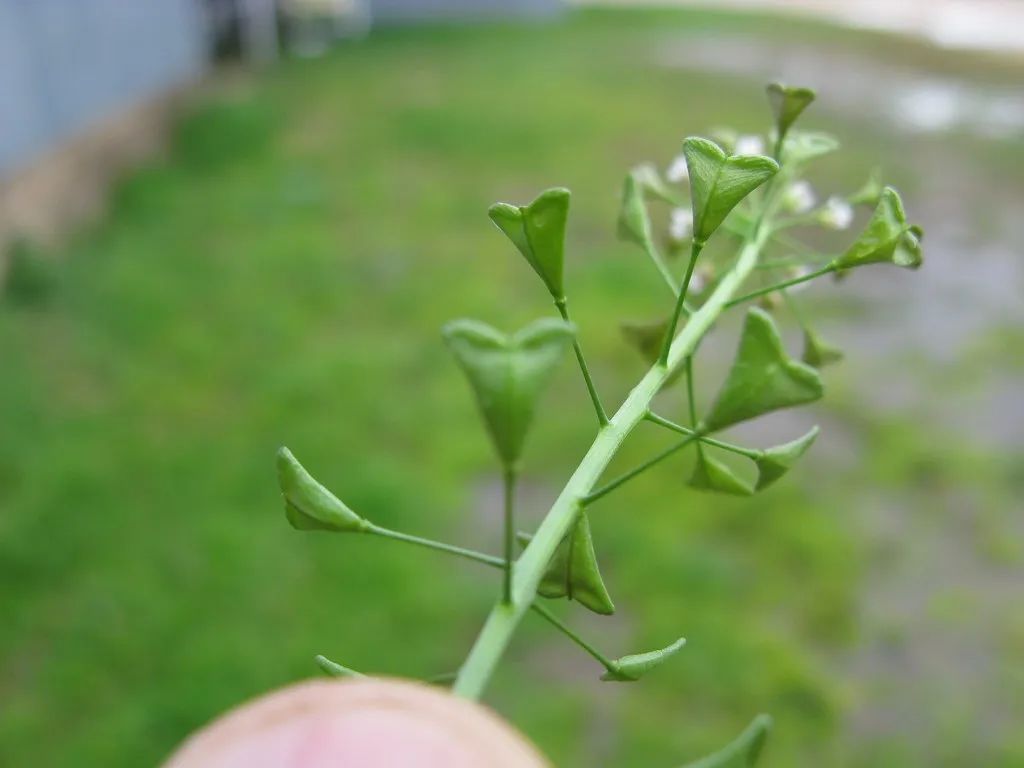 没见过特立独行的猪,还没见过特立独行的菜吗