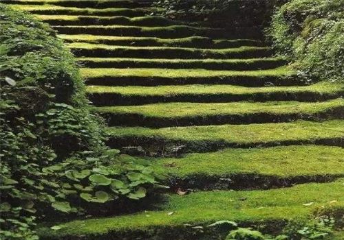 袁枚写苔花,其实有两首诗