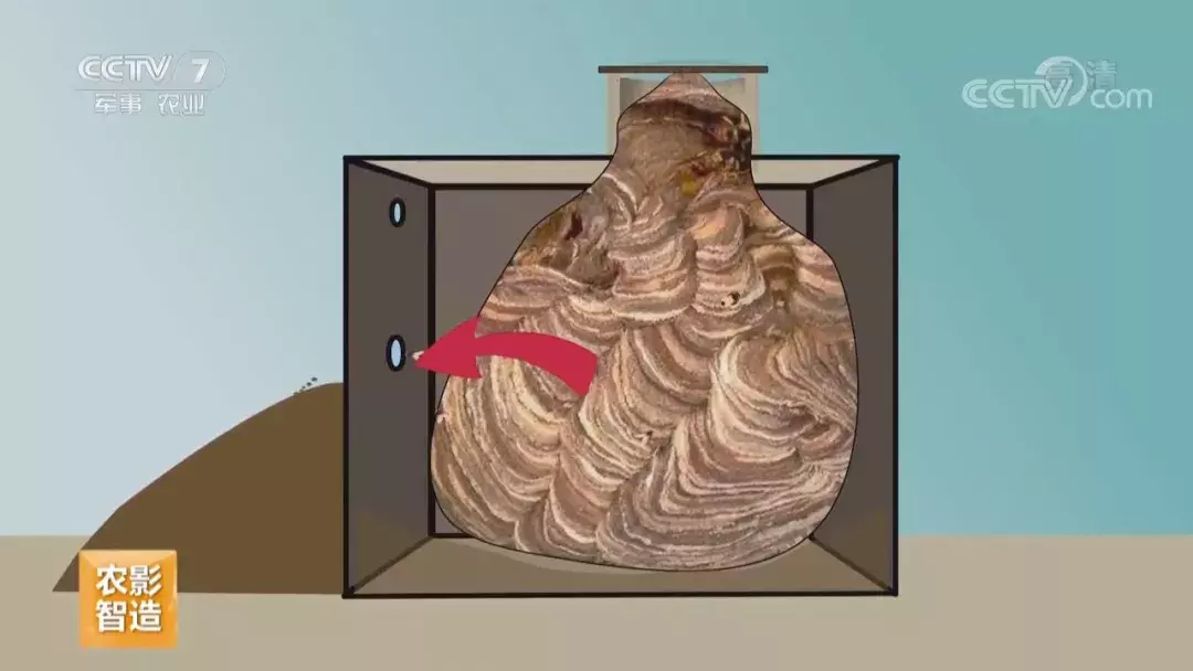 挖个坑,埋点土,秋后抬回两千万!蜂农中的绝命毒师