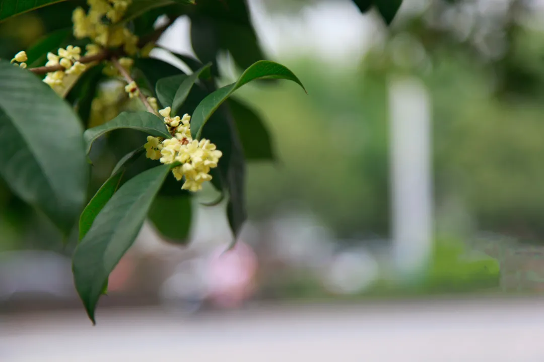 秋深，最是撩人桂花香