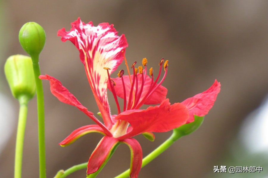 凤凰花，花开两季，一季缘来，一季缘散