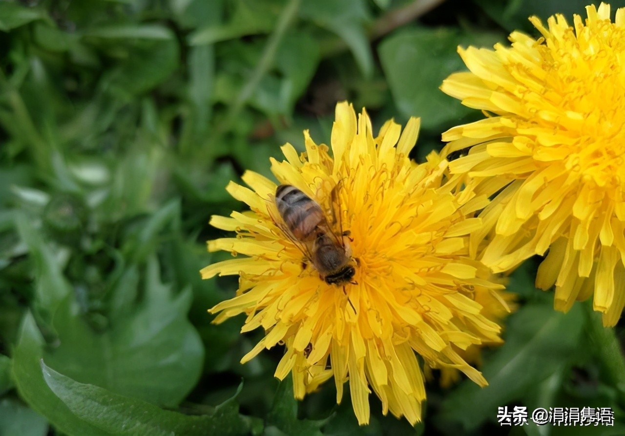 涓涓隽语：回忆小时候挖婆婆丁，此生愿做一株蒲公英