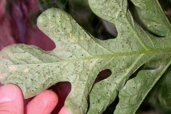 花长蚜虫用什么方法治（2种暴力清除蚜虫的方法）