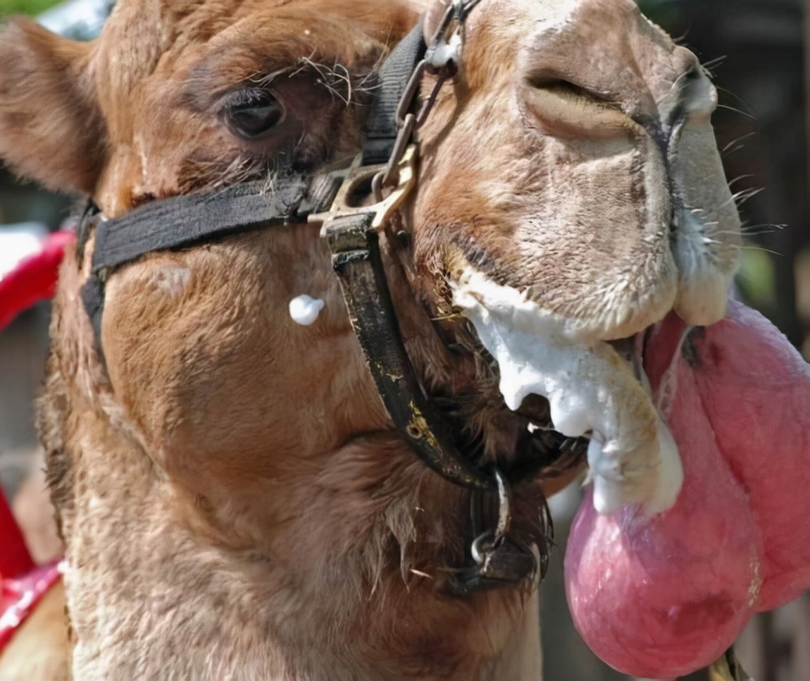 近些年，为什么会有骆驼渴死在沙漠里？遇到骆驼尸体千万不能碰