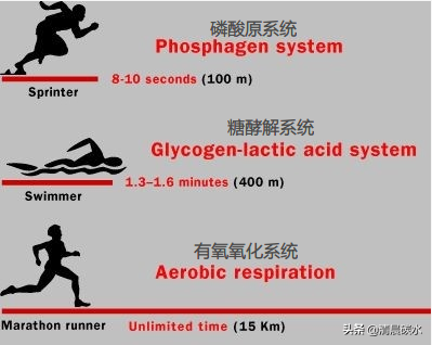 举重耗用的能源物质(搞清楚有氧与无氧的代谢问题，减脂无忧)