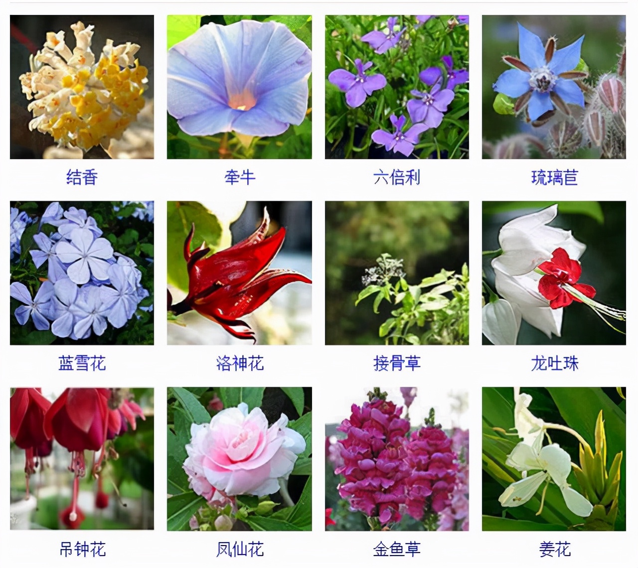 观花植物有多少种(常见800种景观观花植物总结)