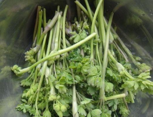 猫爪菜和蕨菜的区别(猫爪菜和蕨菜的区别与功效) - 风集网