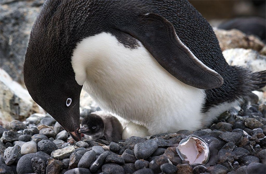 企鹅生活在哪个极(为什么北极没有企鹅？当年放养北极的69只企鹅，繁衍出后代了吗？)