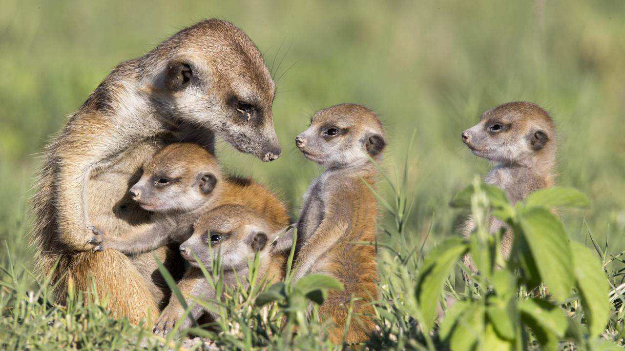 寿享期颐的500岁蛤蜊，2年寿命的仓鼠，为何动物的寿命差异如此大