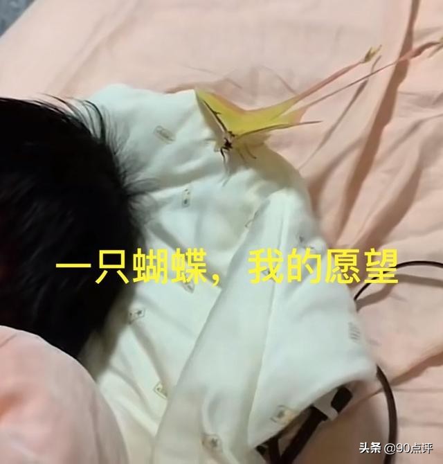 代表死亡的蝴蝶（代表死亡的蝴蝶叫什么）-第5张图片-科灵网