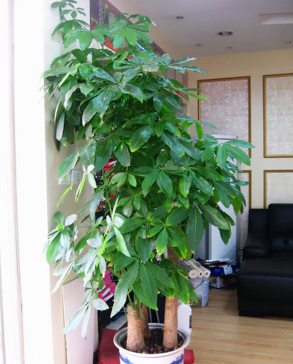 旺宅旺财植物花卉（有名的12种旺财花吉祥又大气）