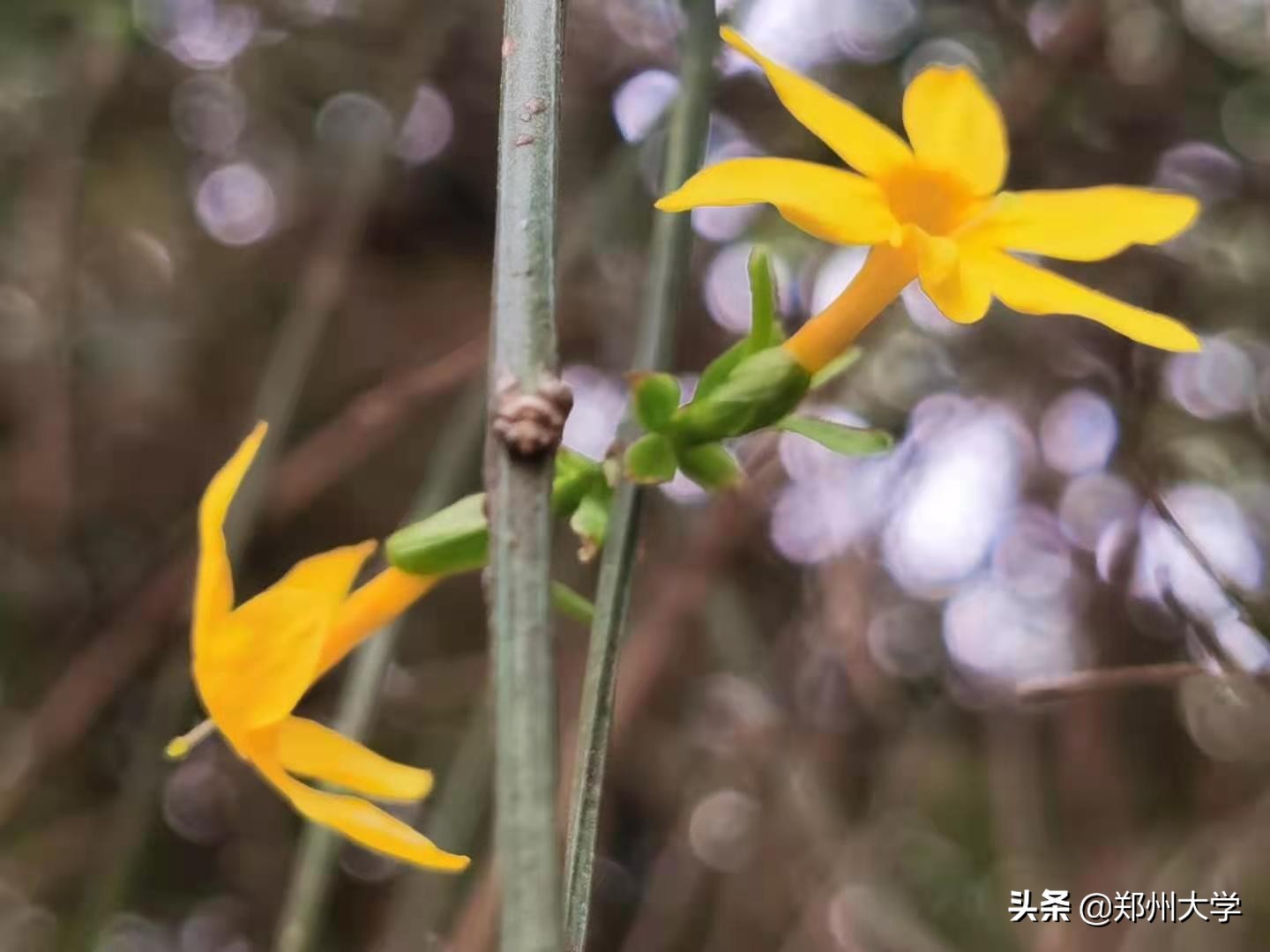 绝美！快来评选你心中最美的郑大“校花”