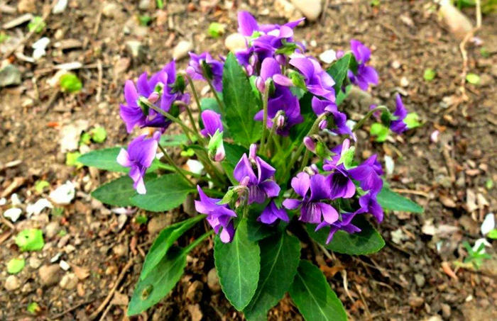 野外一种紫色花，都以为是野花其实价值高，名叫紫花地丁