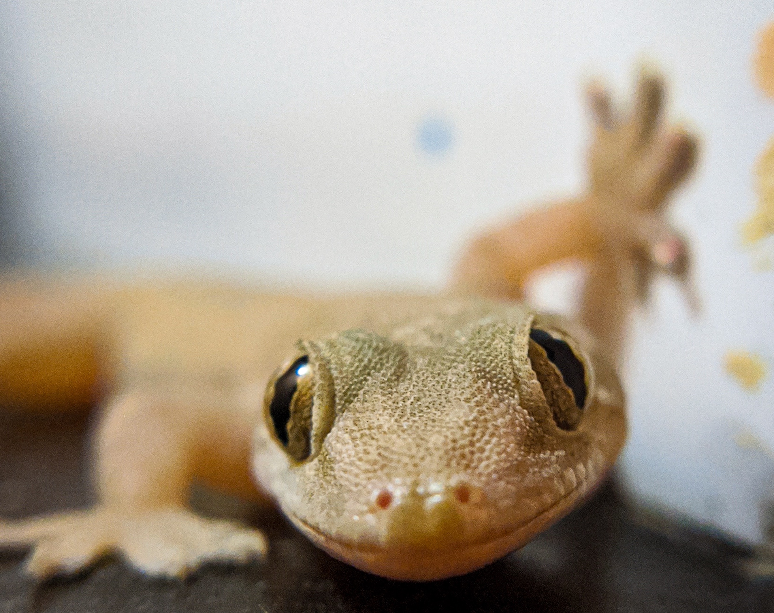 壁虎是害虫还是益虫(人畜无害的壁虎,为什么位居"五毒"之一?