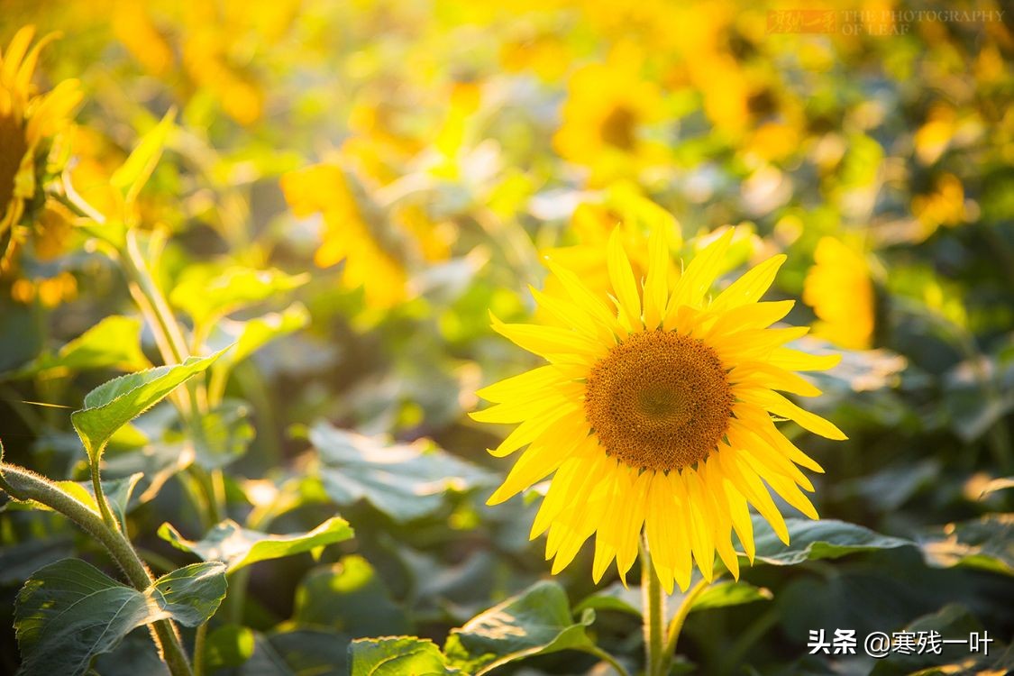 杭州哪里有花海看(杭州又一网红打卡地，260亩超大面积向日葵花海，太美了就在城北)