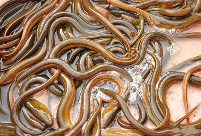 血鳗一斤多少钱(像蚯蚓一样的海鲜) - 价格百科