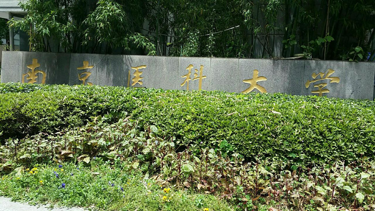 南京医科大学地址(南京医科大学 郁金香