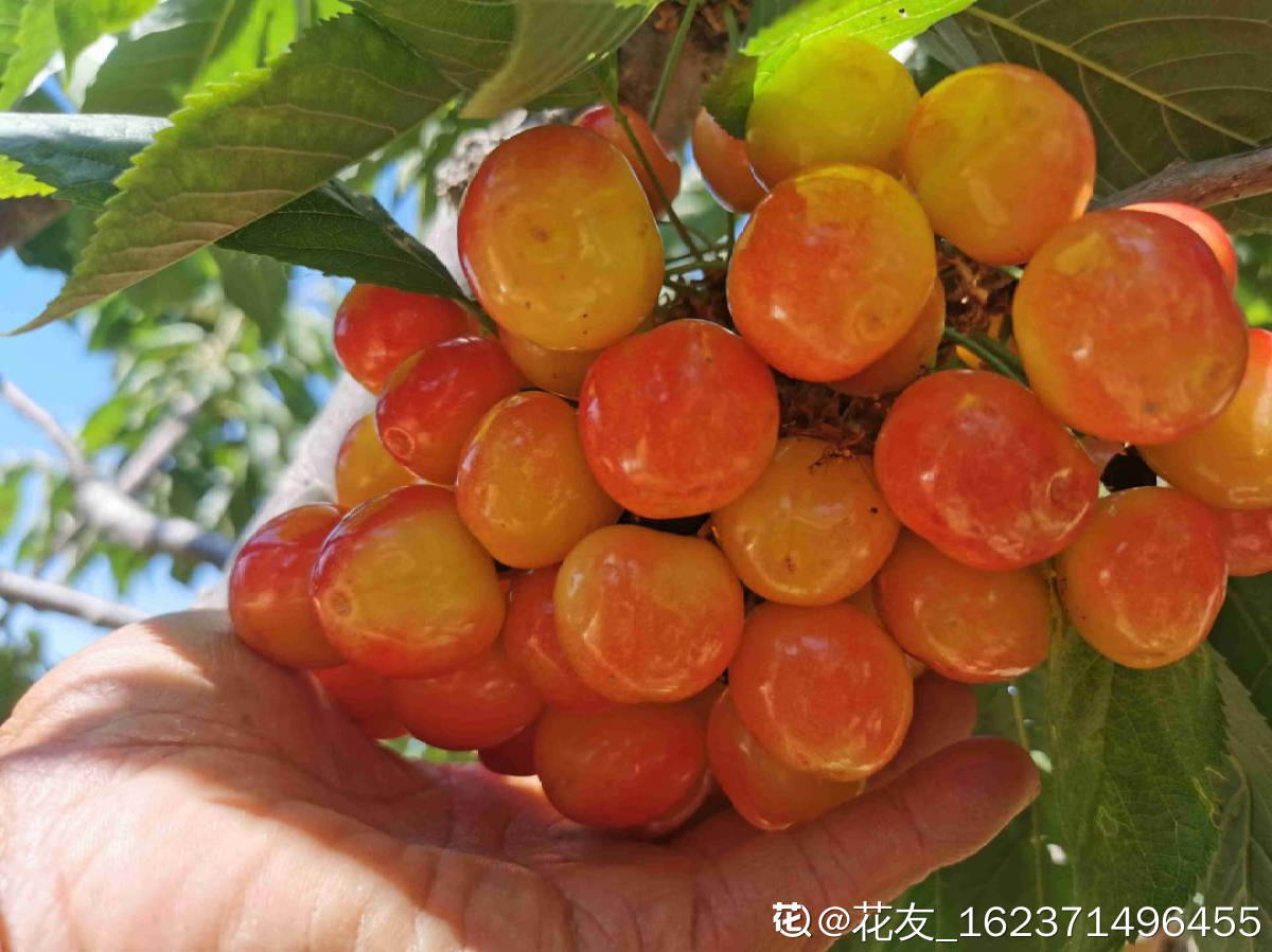 樱桃种植方法（分享樱桃盆栽的正确栽培方法）