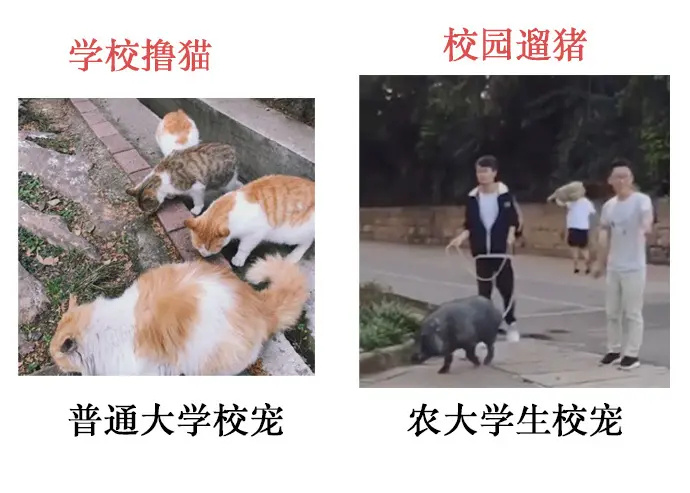 农业大学学生日常学习走红，图书馆前晒谷子，别人上课他们下田