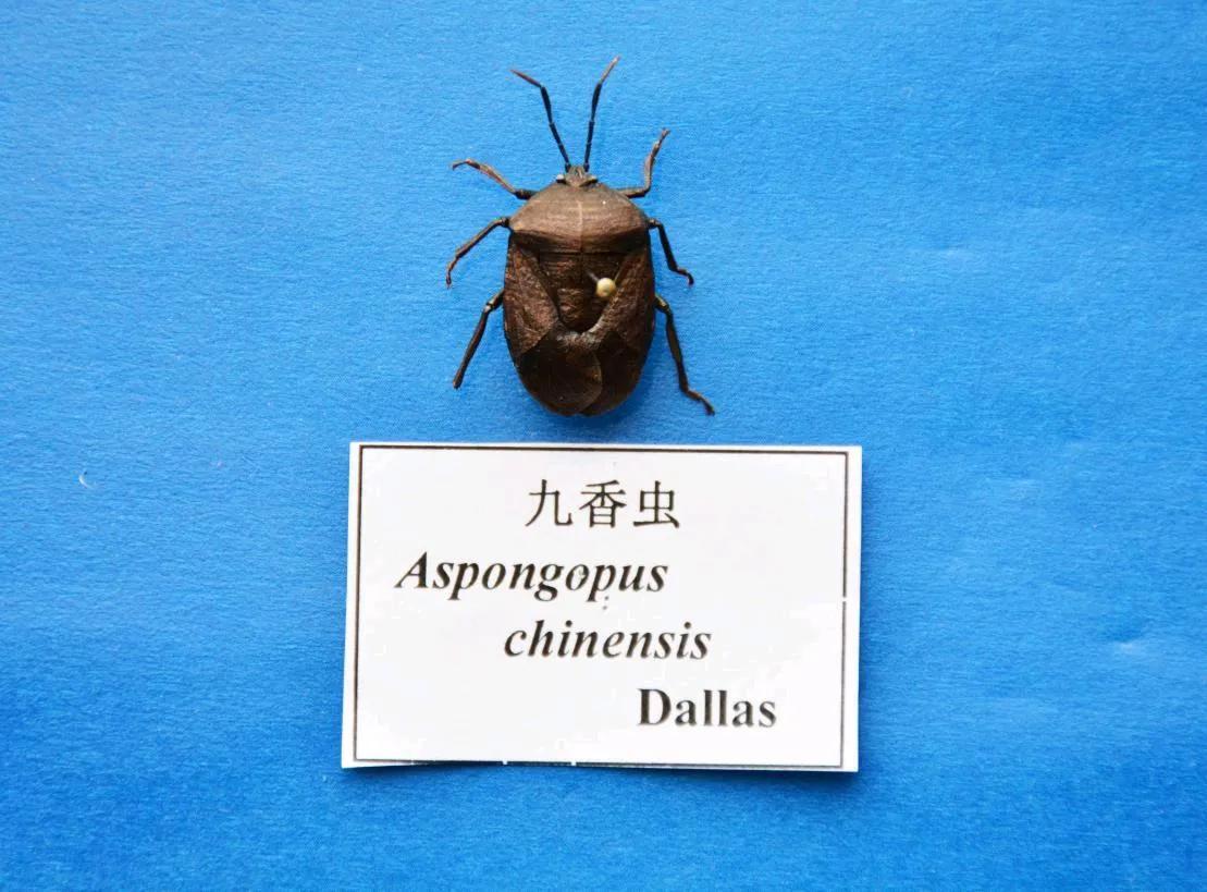 九香虫的功效与作用 臭虫和九香虫的区别 - 587网