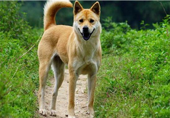 金毛名字带财运的（金毛犬名字大全带来好运）-大连信息网