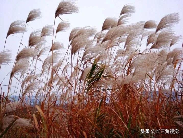 秋韵湖州，芦花飞扬：一场不容错过的诗意之旅