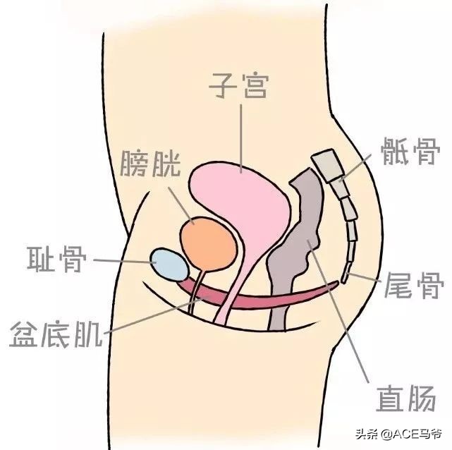 盆底肌网球(摆脱漏尿烦恼，一步一步修复你的盆底肌。男性也适用)