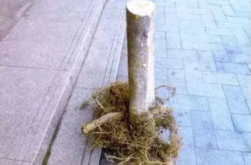 老婆卧病在床，贴心暖男送一棵树做生日礼物！然后...翻车了