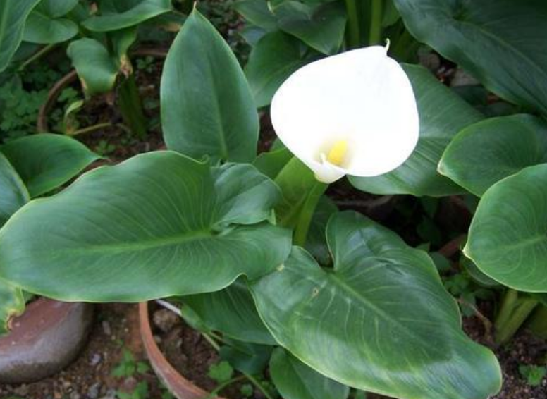 马蹄莲的花语 马蹄莲图片花语-思宇生活