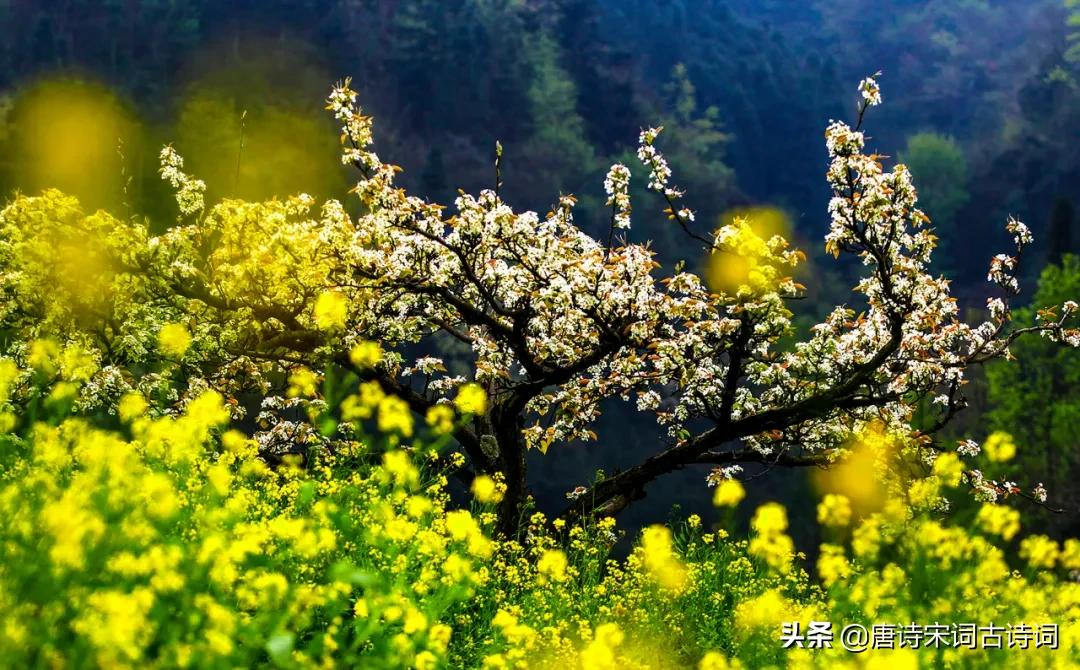 春天的节气图片（跟随节气见证春天的美丽）