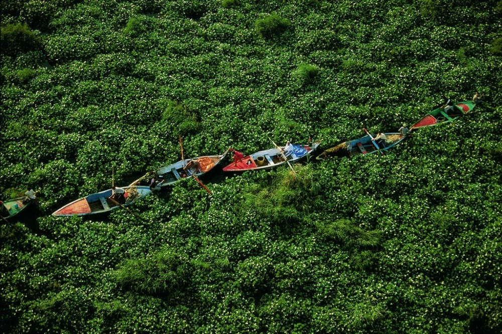 水葫蘆圖片,水葫蘆圖片及養殖方法